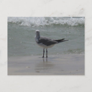 Alabama Golfkust Zeemeeuw Natuurfotografie Briefkaart