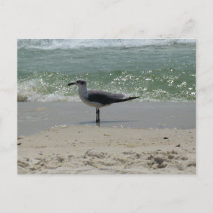 Alabama Gulf Coast Zeemeeuw Natuurfotografie Briefkaart