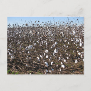 Alabama Katoenveld Natuurfotografie Briefkaart