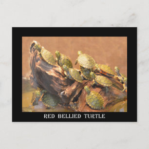 Alabama Red Bellied Turtle 2 (Alabama) Briefkaart