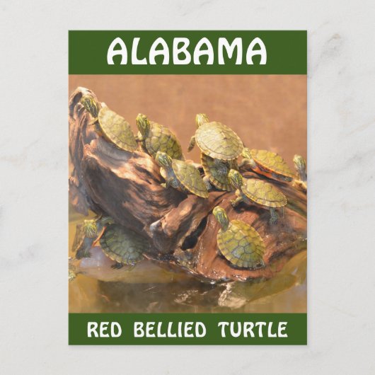 Alabama Red Bellied Turtle 2 (Alabama) Briefkaart (Voorkant)