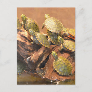 Alabama Red Bellied Turtle 2 (Alabama) Briefkaart