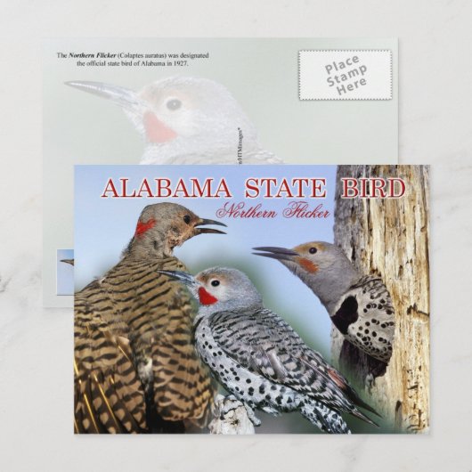 Alabama State Bird - Northern Flicker Briefkaart (Voorkant / Achterkant)