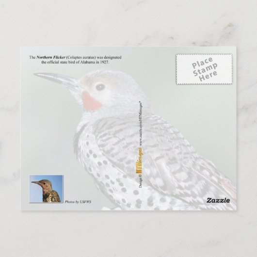 Alabama State Bird - Northern Flicker Briefkaart (Achterkant)