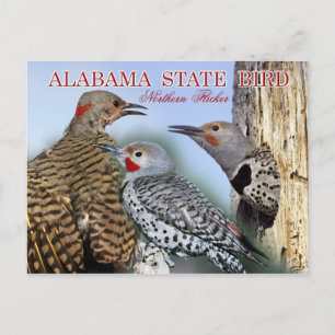Alabama State Bird - Northern Flicker Briefkaart