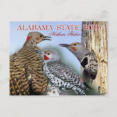 Alabama State Bird - Northern Flicker Briefkaart (Voorkant)