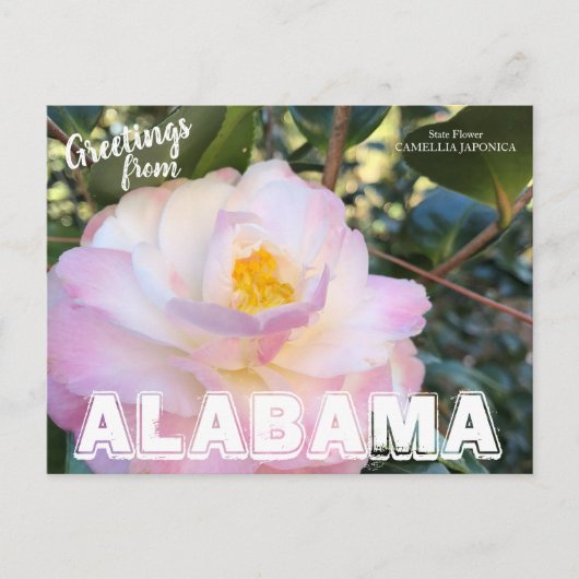 Alabama State Flower, Camellia Briefkaart (Voorkant)