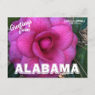 Alabama State Flower, Camellia Briefkaart