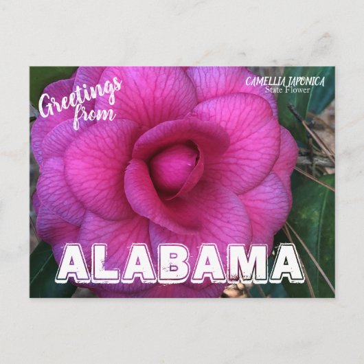 Alabama State Flower, Camellia Briefkaart (Voorkant)