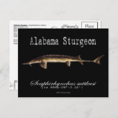 Alabama Sturgeon-Black-Briefkaart Briefkaart (Voorkant / Achterkant)