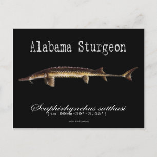 Alabama Sturgeon-Black-Briefkaart Briefkaart