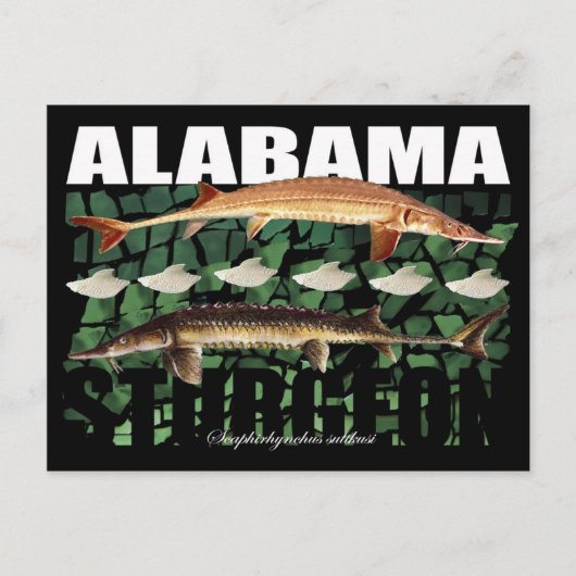 Alabama Sturgeon-Collage-Briefkaart Briefkaart (Voorkant)