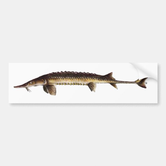 Alabama Sturgeon - Scaphirhynchus suttkusi Bumpersticker (Voorkant)