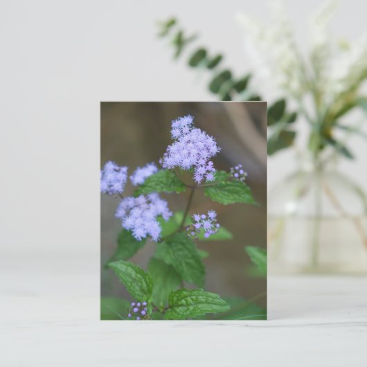 Alabama Wild Lavender Ageratum Wildbloemen Briefkaart (Staand voorkant)