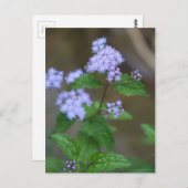 Alabama Wild Lavender Ageratum Wildbloemen Briefkaart (Voorkant / Achterkant)