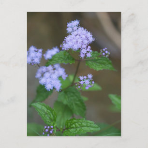Alabama Wild Lavender Ageratum Wildbloemen Briefkaart