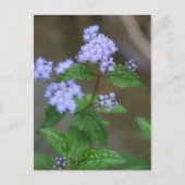 Alabama Wild Lavender Ageratum Wildbloemen Briefkaart (Voorkant)