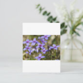 Alabama Wildflower Tiny Bluet - Houstonia pusilla Briefkaart (Staand voorkant)