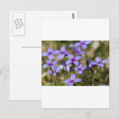 Alabama Wildflower Tiny Bluet - Houstonia pusilla Briefkaart (Voorkant / Achterkant)