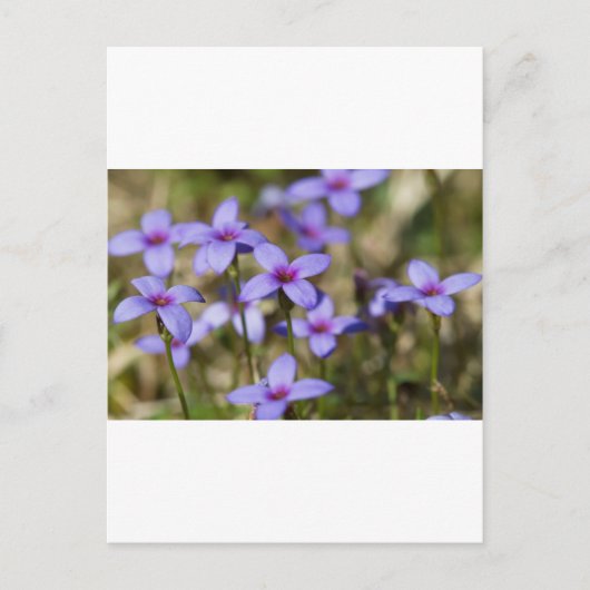 Alabama Wildflower Tiny Bluet - Houstonia pusilla Briefkaart (Voorkant)