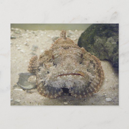 Alabama Zee Life #3 Briefkaart (Voorkant)