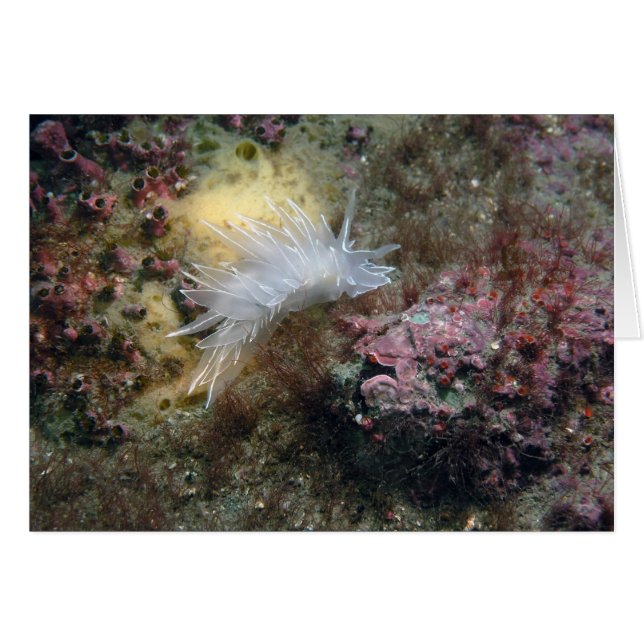 Alabaster Nudibranch (Voorkant Horizontaal)