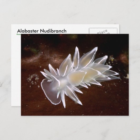 Alabaster Nudibranch - Briefkaart (Voorkant / Achterkant)