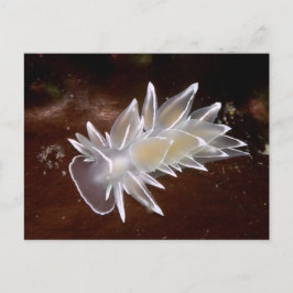 Alabaster Nudibranch - Briefkaart