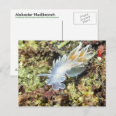 Alabaster Nudibranch - Briefkaart (Voorkant / Achterkant)