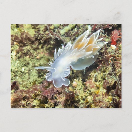 Alabaster Nudibranch - Briefkaart (Voorkant)