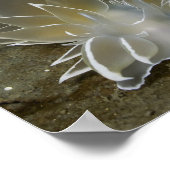 Alabaster Nudibranch (Dirona albolineata) Poster (Hoek)