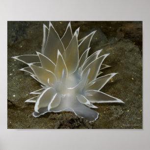 Alabaster Nudibranch (Dirona albolineata) Poster