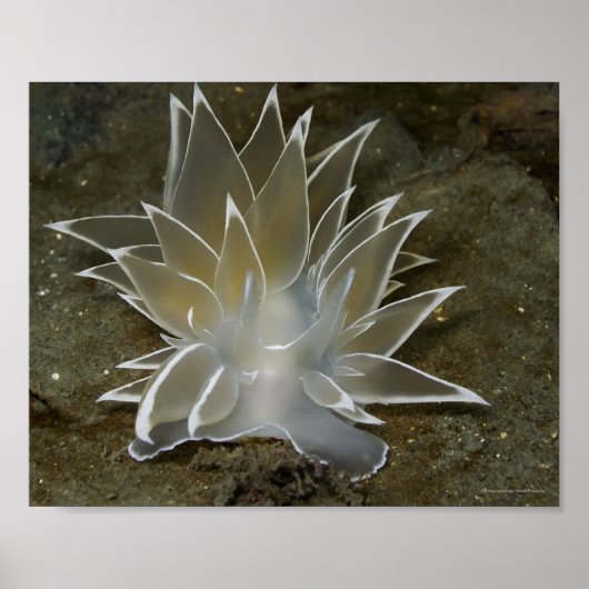 Alabaster Nudibranch (Dirona albolineata) Poster (Voorkant)