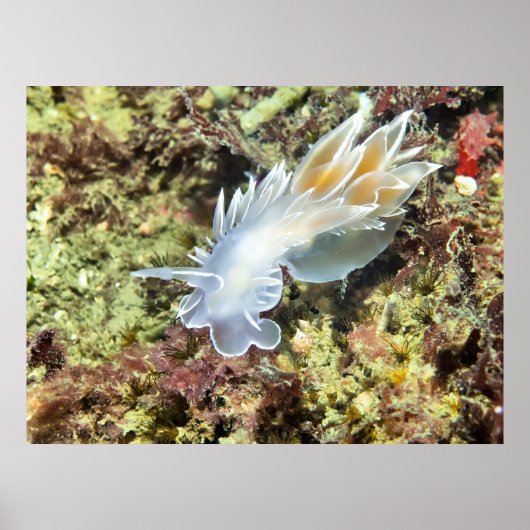 Alabaster Nudibranch - Fine Art Print (Voorkant)