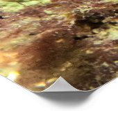 Alabaster Nudibranch - Fine Art Print (Hoek)