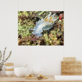 Alabaster Nudibranch - Fine Art Print (Keuken)