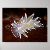 Alabaster Nudibranch - Fine Art Prints (Voorkant)