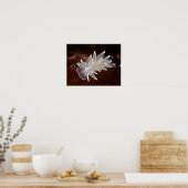 Alabaster Nudibranch - Fine Art Prints (Keuken)
