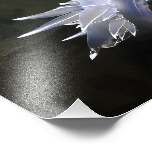 Alabaster Nudibranch Fotouitbreiding Foto Afdruk (Hoek)