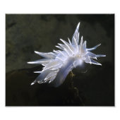Alabaster Nudibranch Fotouitbreiding Foto Afdruk (Voorkant)