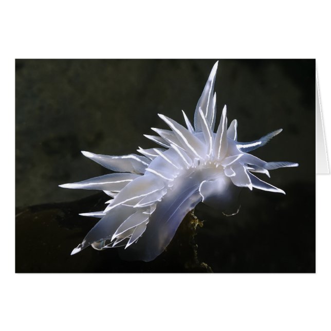 Alabaster Nudibranch-kaart (Voorkant Horizontaal)