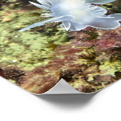 Alabaster Nudibranch - Kunstprint Poster (Hoek)
