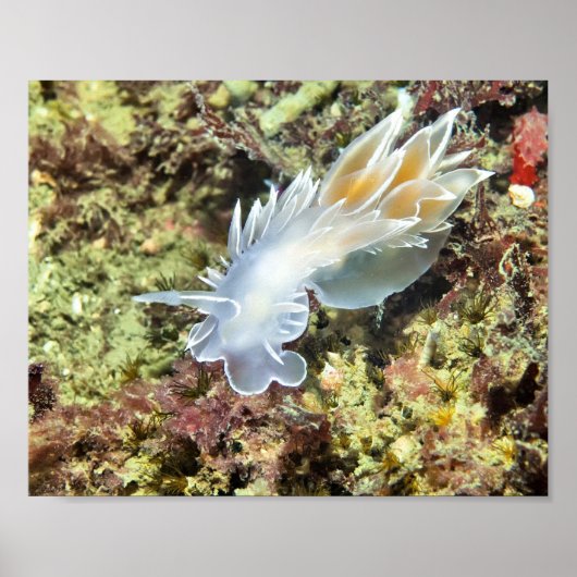 Alabaster Nudibranch - Kunstprint Poster (Voorkant)