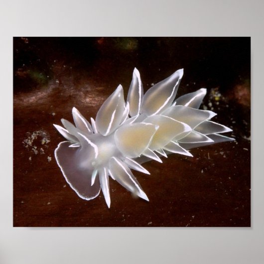Alabaster Nudibranch - Kunstuitgaven Poster (Voorkant)