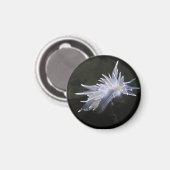 Alabaster Nudibranch Magnet (Voorkant / Achterkant)