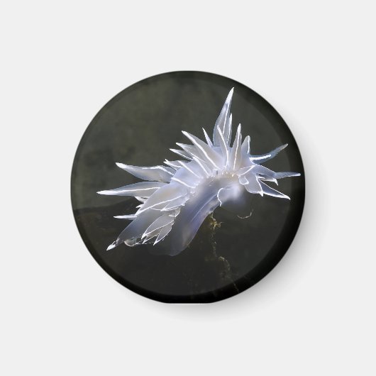 Alabaster Nudibranch Magnet (Voorkant)