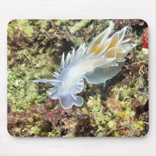 Alabaster Nudibranch Muismat (Voorkant)