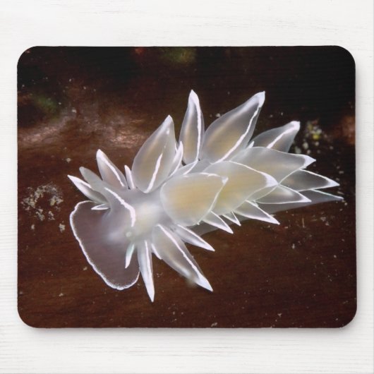 Alabaster Nudibranch Muismat (Voorkant)