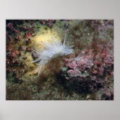 Alabaster Nudibranch Poster (Voorkant)