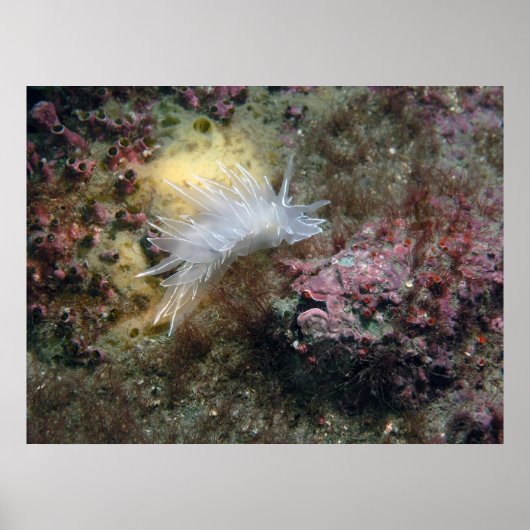 Alabaster Nudibranch Poster (Voorkant)